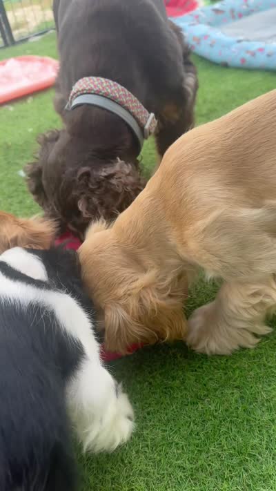 Mickey, a male Cocker Spaniel and Cockalier for sale in Midlothian, TX – 5 of 6