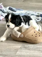 Clarabelle, a female Cavalier King Charles Spaniel and Cockalier for sale in Midlothian, TX – 5 of 6
