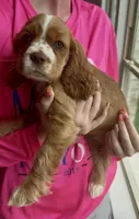 Toodles, a female Cavalier King Charles Spaniel and Cockalier for sale in Midlothian, TX – 7 of 10