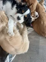 Clarabelle, a female Cavalier King Charles Spaniel and Cockalier for sale in Midlothian, TX – 4 of 6