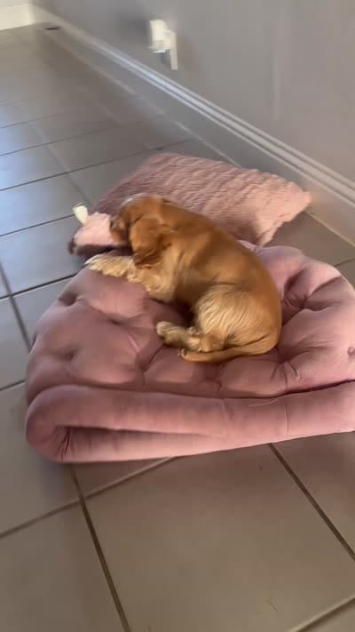 Goofy - Baby Man, a male Cocker Spaniel and Cockalier for sale in Midlothian, TX – 4 of 7