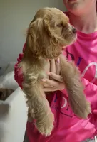 Goofy - Baby Man, a male Cocker Spaniel and Cockalier for sale in Midlothian, TX – 3 of 7