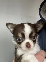Rocket, a male Chihuahua for sale in Puyallup, WA – 2 of 6