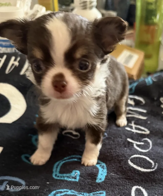 Rocket – Chihuahua puppy for sale in Puyallup, WA