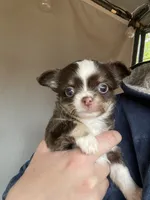 Smokey, a male Chihuahua for sale in Puyallup, WA – 3 of 6