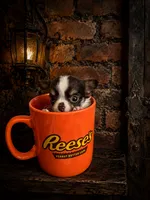 Rocket, a male Chihuahua for sale in Puyallup, WA – 3 of 6