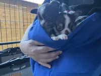 Smokey, a male Chihuahua for sale in Puyallup, WA – 5 of 6