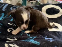 Smokey, a male Chihuahua for sale in Puyallup, WA – 2 of 6