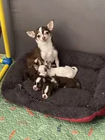 Rocket, a male Chihuahua for sale in Puyallup, WA – 4 of 6