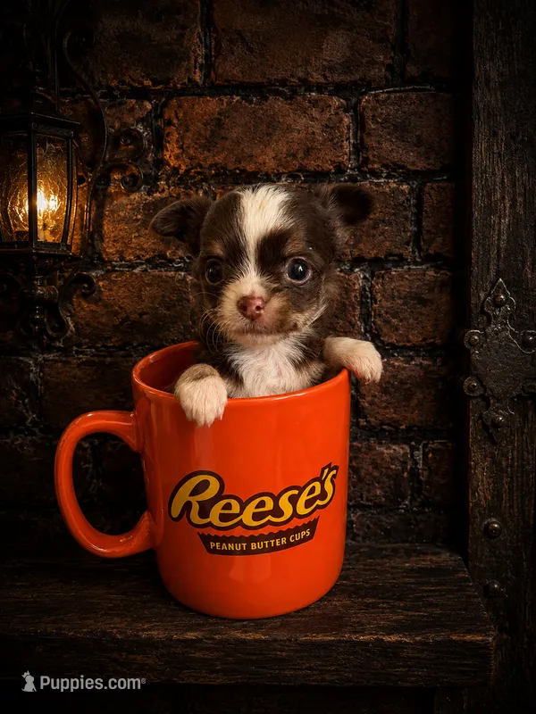 Smokey – Chihuahua puppy for sale in Puyallup, WA