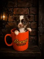 Smokey, a male Chihuahua for sale in Puyallup, WA – 1 of 6