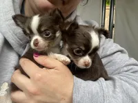 Rocket, a male Chihuahua for sale in Puyallup, WA – 6 of 6