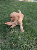 Spud, a male Golden Retriever for sale in Chattanooga, TN – 4 of 6
