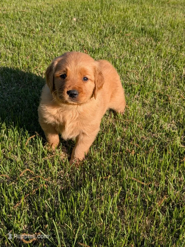 Spud – Golden Retriever puppy for sale in Chattanooga, TN