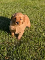Spud, a male Golden Retriever for sale in Chattanooga, TN – 1 of 6