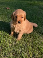 Spud, a male Golden Retriever for sale in Chattanooga, TN – 5 of 6