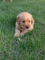 Spud, a male Golden Retriever for sale in Chattanooga, TN – 6 of 6