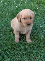 Spud, a male Golden Retriever for sale in Chattanooga, TN – 3 of 6