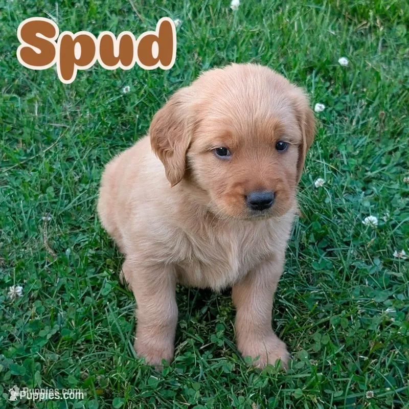 Spud – Golden Retriever puppy for sale in Chattanooga, TN
