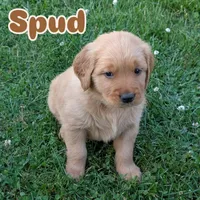 Spud, a male Golden Retriever for sale in Chattanooga, TN – 2 of 6