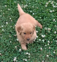 Booger, a male Golden Retriever for sale in Chattanooga, TN – 3 of 5