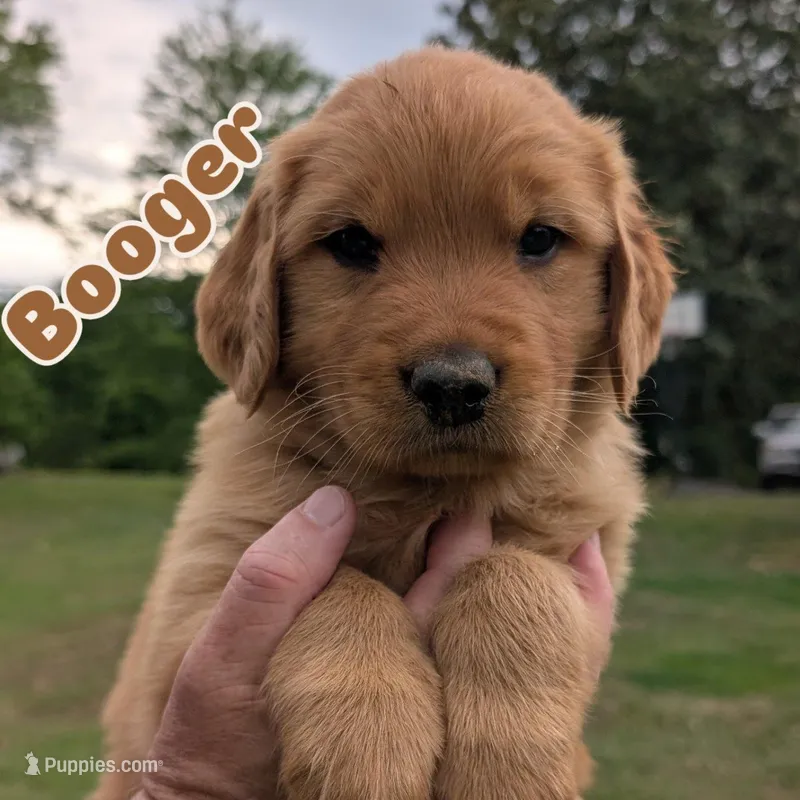 Booger – Golden Retriever puppy for sale in Chattanooga, TN