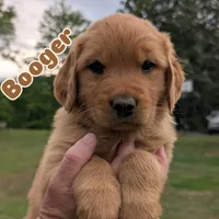 Booger, a male Golden Retriever for sale in Chattanooga, TN – 1 of 5