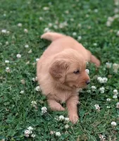 Booger, a male Golden Retriever for sale in Chattanooga, TN – 2 of 5
