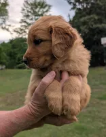 Booger, a male Golden Retriever for sale in Chattanooga, TN – 5 of 5