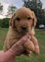 Booger, a male Golden Retriever for sale in Chattanooga, TN – 4 of 5
