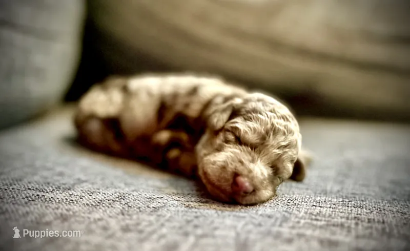 Mia – Labradoodle puppy for sale in Houston, TX