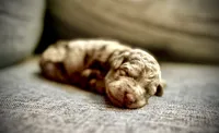 Mia, a female Labradoodle for sale in Houston, TX – 1 of 1