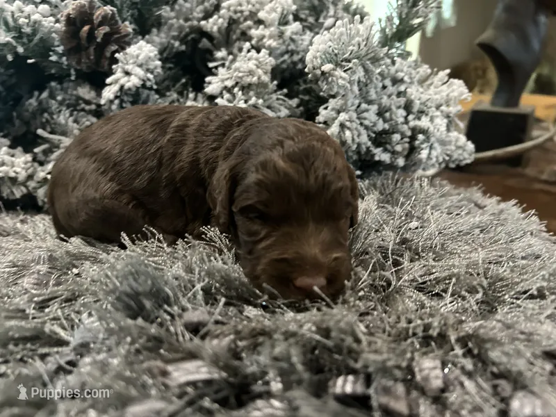 Coco – Goldendoodle puppy for sale in Houston, TX