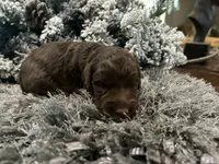 Coco, a female Goldendoodle for sale in Houston, TX – 1 of 1