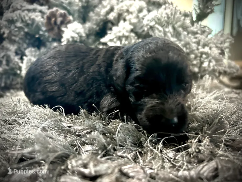 Raven – Goldendoodle puppy for sale in Houston, TX