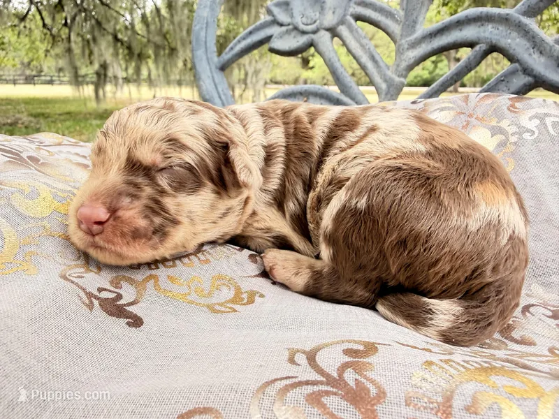 Sealy – Goldendoodle puppy for sale in Houston, TX