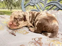 Sealy, a female Goldendoodle for sale in Houston, TX – Photo 2 of 2