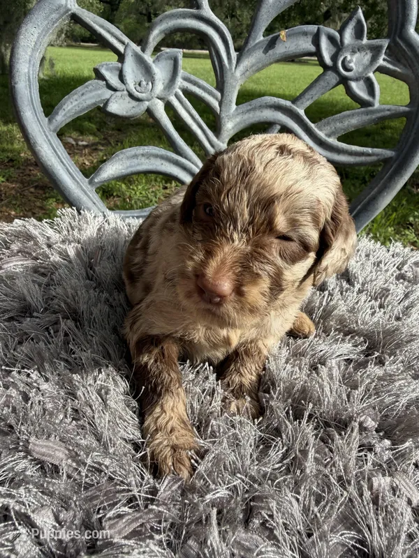 Sealy – Goldendoodle puppy for sale in Houston, TX