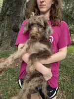 Mia, a female Labradoodle for sale in Houston, TX – 2 of 8