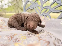 Chewy, a male Goldendoodle for sale in Houston, TX – Photo 2 of 2