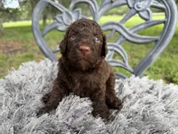 Chewy, a male Goldendoodle for sale in Houston, TX – Photo 1 of 2