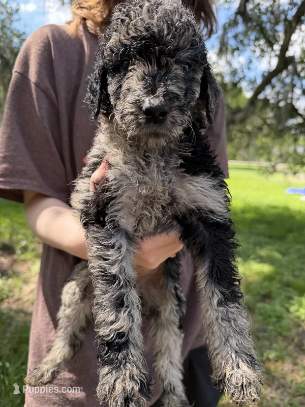 Max – Goldendoodle puppy for sale in Houston, TX