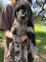 Max, a male Goldendoodle for sale in Houston, TX – 1 of 3