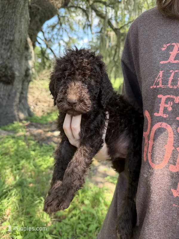Wookie – Goldendoodle puppy for sale in Houston, TX
