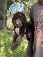 Wookie, a male Goldendoodle for sale in Houston, TX – 1 of 3