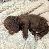 Chewy, a male Labradoodle for sale in Houston, TX – Photo 3 of 3