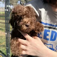 Chewy, a male Labradoodle for sale in Houston, TX – Photo 1 of 3