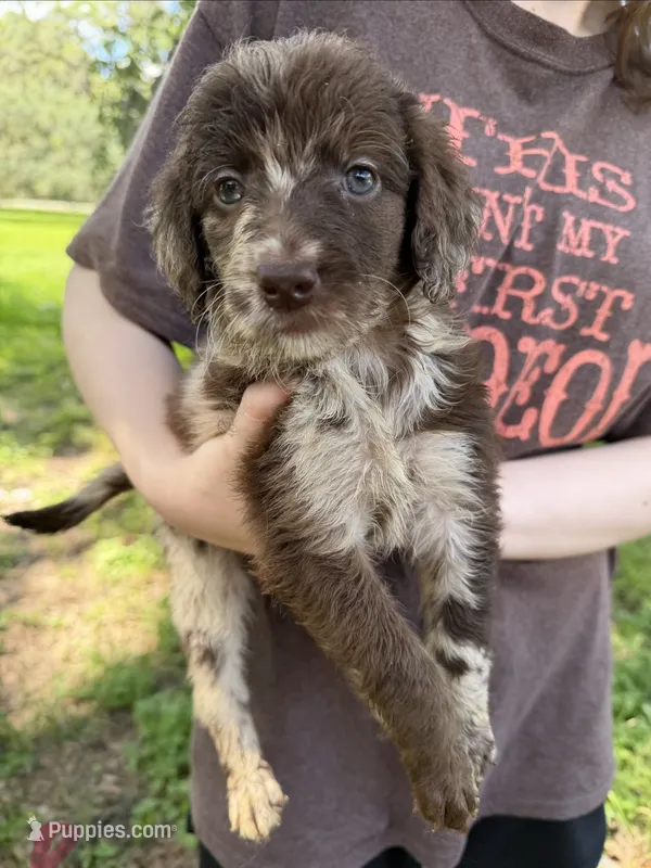 leah – Goldendoodle puppy for sale in Houston, TX