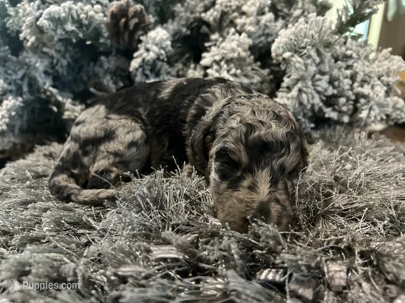 Reese – Goldendoodle puppy for sale in Houston, TX