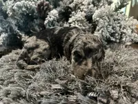 Reese, a female Goldendoodle for sale in Houston, TX – 1 of 1